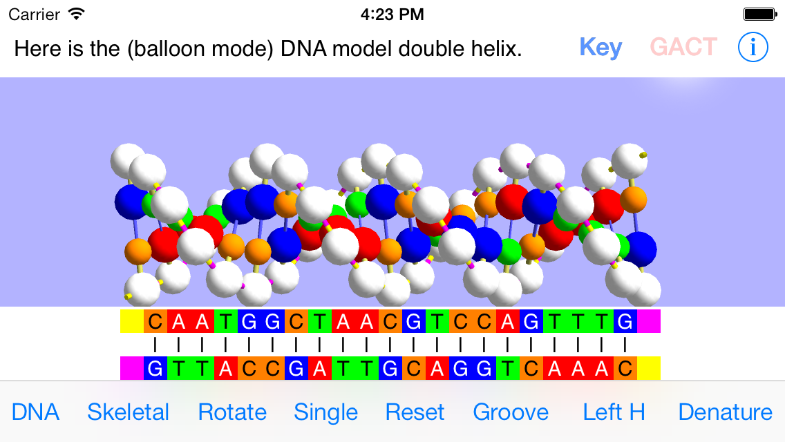 dna model