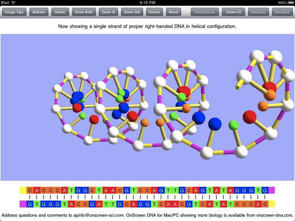 3d dna replication model